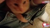 你怎么躲在这里啊，看着小小的猫咪，真是好萌啊！