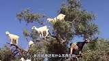 动物：非洲奇特的景象，每到丰收的季节，山羊都跑到树上