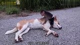 主人不在家,猴子称霸王,无奈狗子给猴子当保姆!