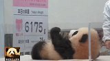 熊猫宝宝彩浜从出生时的75克长到了6175克，萌力依旧