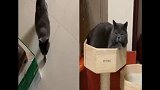 我是菠小萝