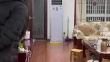 女子跟猫咪吵架，猫咪忍不住想动手
