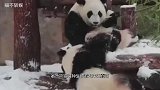 孔雀跑到熊猫面前开屏，惹得国宝“羡慕嫉妒”，满园追着孔雀打
