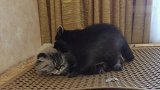 小浣熊趁猫咪睡着了，对猫一顿蹂躏