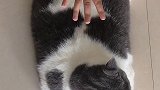 挑战全网最大的喵猫