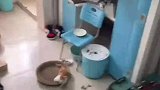 女朋友把猫放在男生这里寄养几天