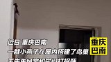燕子筑巢屋内与户主成好友