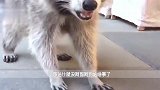 一只患有强迫症的浣熊，盖井盖视频走红，路人拍下全过程