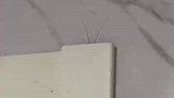 门框上突然出现不明生物