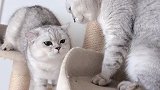 猫宝宝想要抓仓鼠，没想到竟被猫咪妈妈拦了下来，戏剧性的一幕