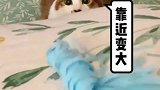都说猫咪眼睛圆了好看，今天让你们看一看，千万不要羡慕我！