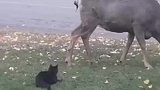 小猫偷袭小鹿，鹿愤然转身愤怒的撸起猫来