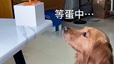 狗子最喜欢的开饭仪式