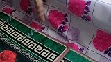 猫：没有小鱼干，你是叫不醒我的！