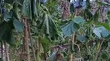 两天时间菜园子全部这样了这是怎么了