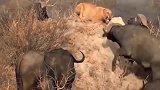 一向凶猛的狮子，竟被大群野牛围攻的无处可逃！