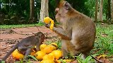 动物界的生活也不易，猴子母女俩开始大吃大喝
