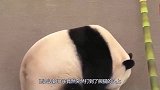 水管意外打到熊猫，熊猫越想越气跟它死磕，镜头记录搞笑过程