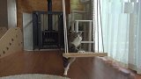自从这只肥猫学会了荡秋千，从此乐此不疲享受于此，太可爱了!
