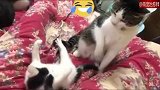 爱咬人的小猫，被猫妈妈教训了，脾气真是大呀！