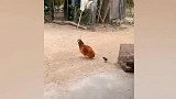 初生牛犊不怕虎！小鸡仔与大公鸡较劲一幕火遍全网