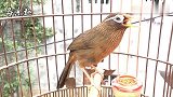 画眉鸟叫声：主人逗画眉鸟，画眉鸟高声鸣唱，叫声好听