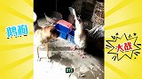 黄狗挑衅大鹅，大鹅也有被欺负的一天！