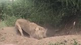 力量惊人！南非一只饥饿的狮子将疣猪从洞里硬拽出来