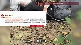 “含在嘴里玩了一下就中毒”，男子银瓶山徒步误食野草中毒，景区提醒