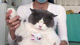 上才艺，小肥猫舞蹈，看起来像不聪明的亚子被迫营业的猫猫 肥猫萌宠出道计划