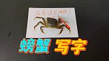 螃蟹真的会写字吗？帅小伙亲测真假！