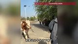 女子花8500元买下将被宰杀的怀孕母牛，母牛突然跪地感谢