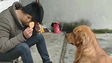 主人吃东西不给金毛，金毛竟向主人吐口水，太坏了！