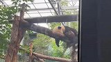 大熊猫睡觉流口水，这是梦到竹子了吗