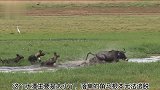 一群野狗狩猎落单的角马，角马无奈躲进水潭！