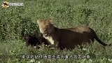 狮子扒开鬣狗洞，当着鬣狗妈妈面屠杀小鬣狗，镜头拍下全过程