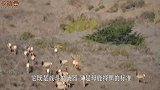 小鹿在雪地开心的蹦跶，一只鹿角不小心掉了，下秒忍住别笑