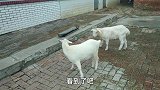 羊二宝非常精明，牢记主人教的动作，打架时都没忘记动作要领