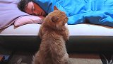 猫咪趁主人睡觉，趴在主人床边盯着主人，想看他有没有偷吃小鱼干
