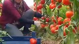 新鲜采摘的番茄