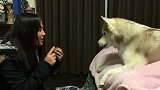 主人要求狗狗吻她，狗狗不耐烦着敷衍，死盯着主人的零食
