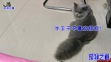为让小胖猫学会握手,铲屎官想尽办法,小哥哥亲自上阵示范了