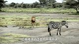 3头狮子趴草丛埋伏斑马，意外的一幕发生了，镜头拍下全过程