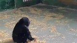动物园刚满月的小猩猩当推草机