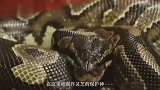 神农架拍到白麂身影，神话传说或许并不是假的