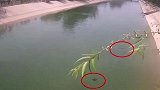 痛心！石家庄一对双胞胎岸边玩耍落水 双双溺亡