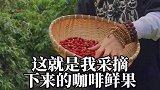 来自云南的小粒咖啡粒粒饱满的咖啡豆，让咖啡香醇细腻真的很好喝