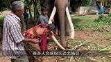 人们为了保护犀牛，提前割下犀牛角，这真是它们想要的吗？