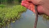 男子用一根树枝，钓起两条大鱼