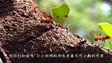 蚂蚁还可以缝合伤口？非洲地区很常见，伤口愈合还会自动脱落